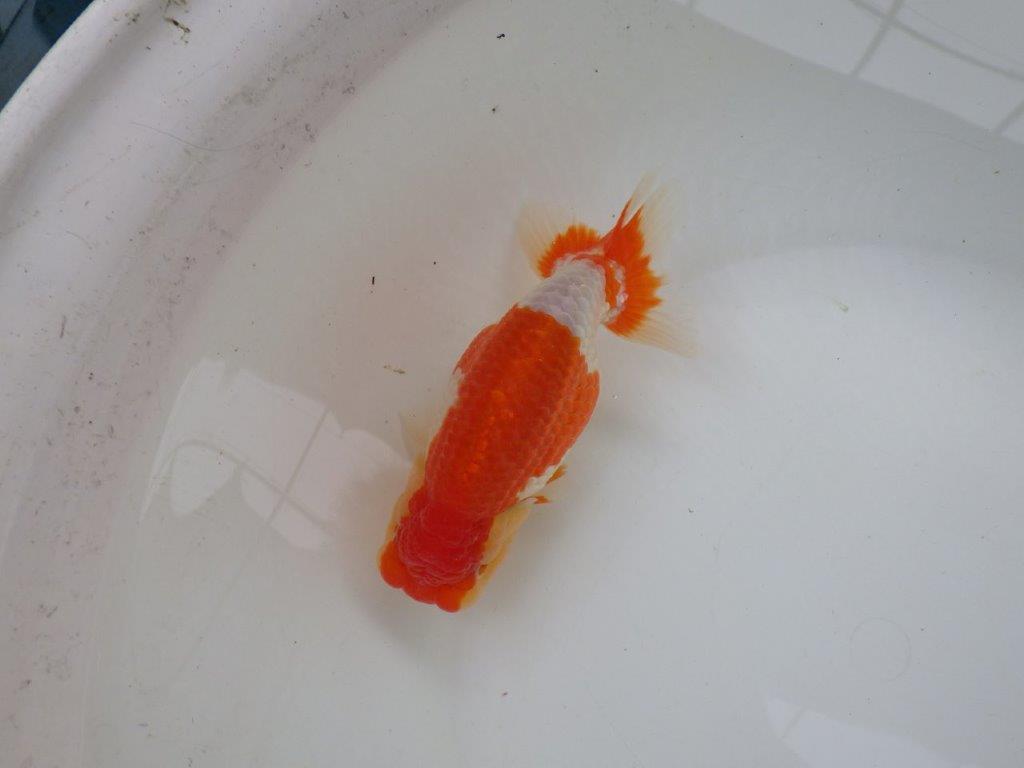 【浜松　鈴木　克己　氏】二歳会に向けて飼い込みお勧めらんちゅう　　約15,5㎝  メス？の上身