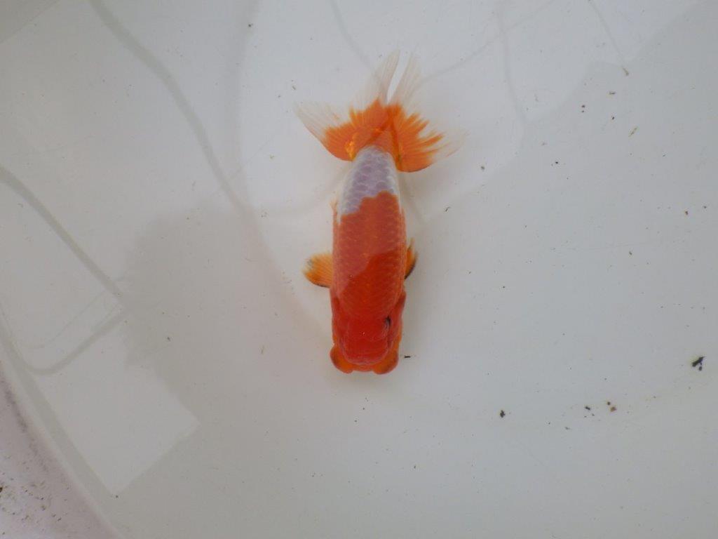 【浜松 安藤 寛 氏】全国トップブリーダー作出らんちゅうA 約13㎝ オス?