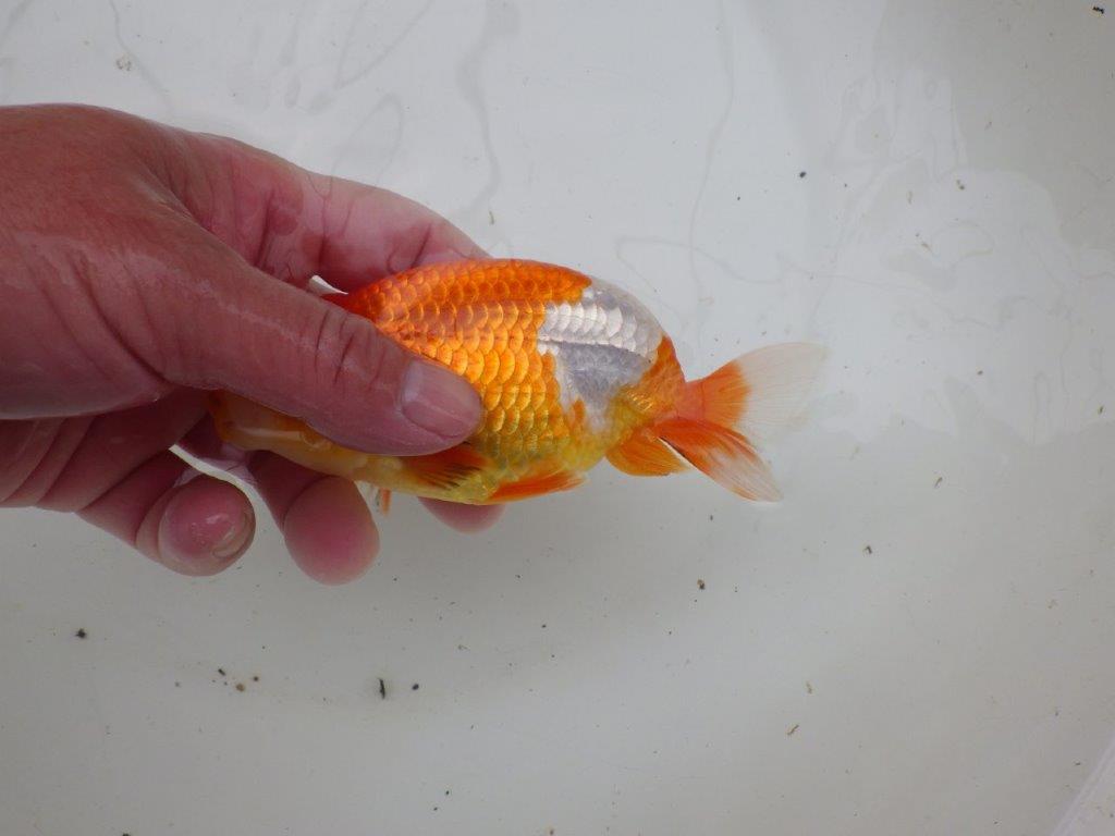 【浜松 安藤 寛 氏】全国トップブリーダー作出らんちゅうA 約13㎝ オス?