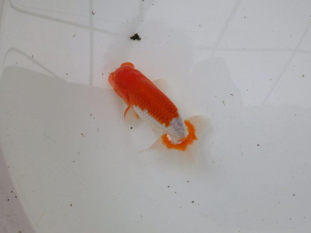 【浜松 安藤 寛 氏】全国トップブリーダー作出らんちゅうB 約12,5㎝ オス?