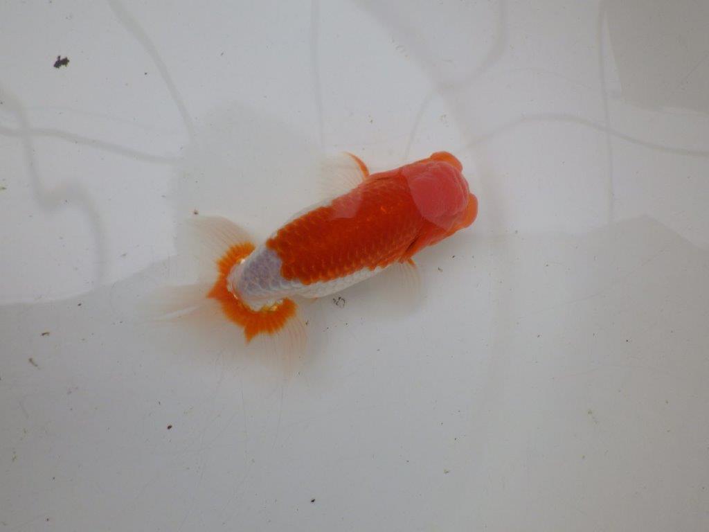 【浜松　安藤　寛　氏】全国トップブリーダー作出らんちゅうB　　約12,5㎝  オス？の上身