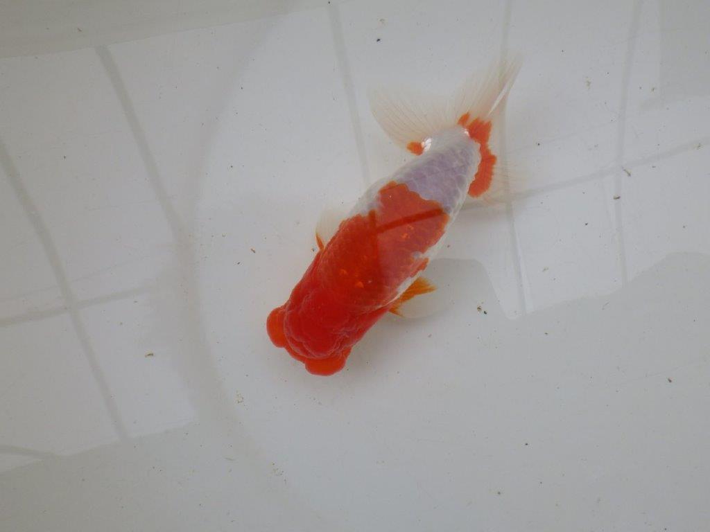 【浜松　安藤　寛　氏】全国トップブリーダー作出らんちゅうC　　約14㎝  オス？の上身