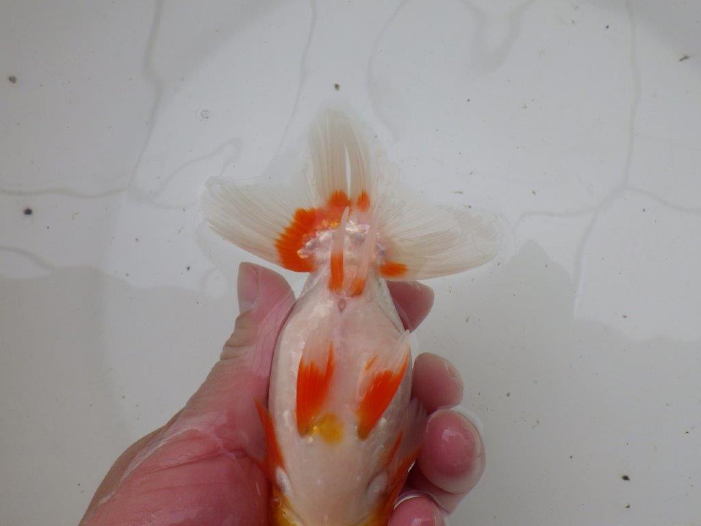 【浜松 安藤 寛 氏】全国トップブリーダー作出らんちゅうC 約14㎝ オス?