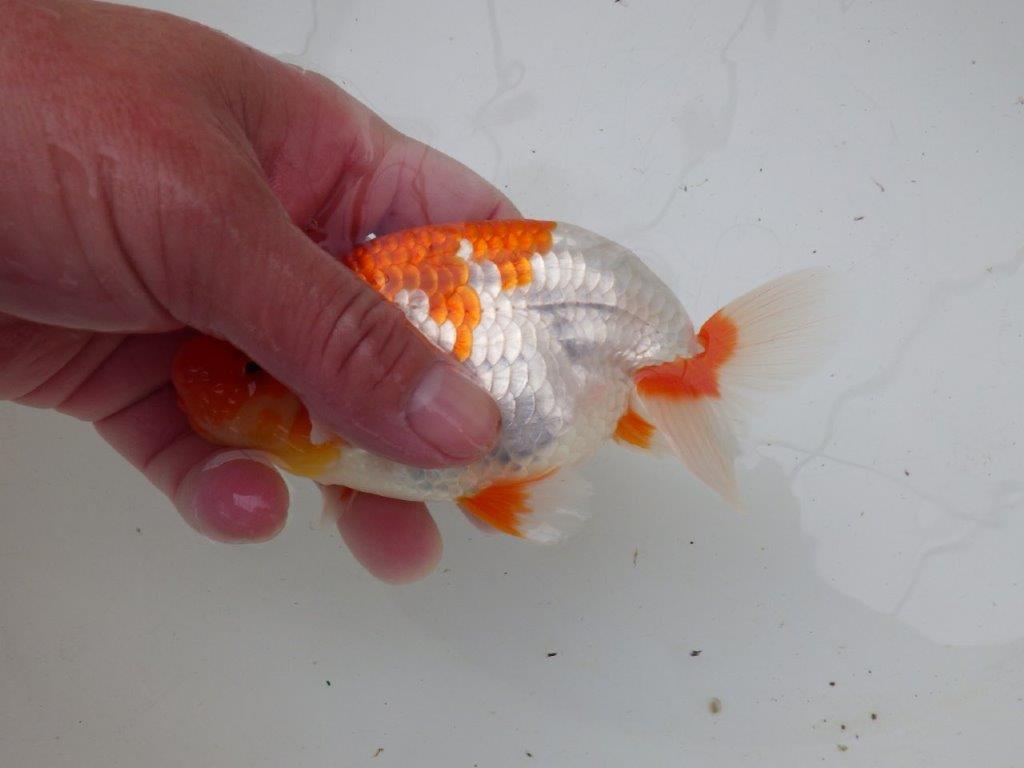 【浜松 安藤 寛 氏】全国トップブリーダー作出らんちゅうC 約14㎝ オス?