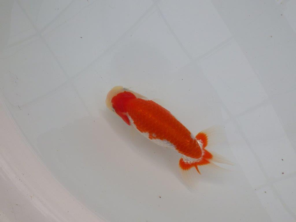 【浜松 津島 喜至 氏】色艶が良くご鑑賞お勧めのらんちゅう 約14,5㎝ オス?