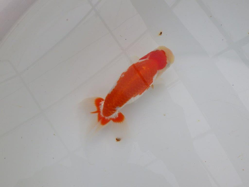 【浜松 津島 喜至 氏】色艶が良くご鑑賞お勧めのらんちゅう 約14,5㎝ オス?