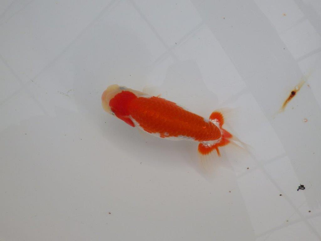 【浜松 津島 喜至 氏】色艶が良くご鑑賞お勧めのらんちゅう 約14,5㎝ オス?