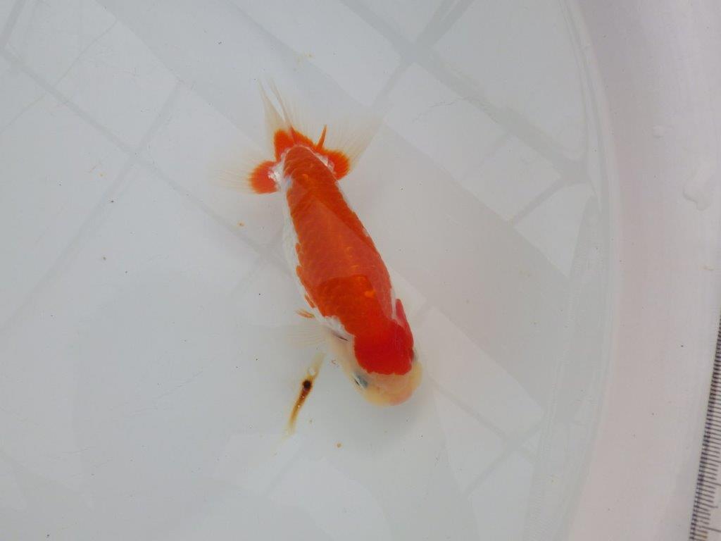 【浜松 津島 喜至 氏】色艶が良くご鑑賞お勧めのらんちゅう 約14,5㎝ オス?