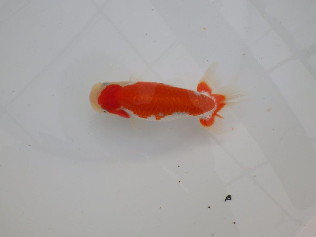 【浜松 津島 喜至 氏】色艶が良くご鑑賞お勧めのらんちゅう 約14,5㎝ オス?