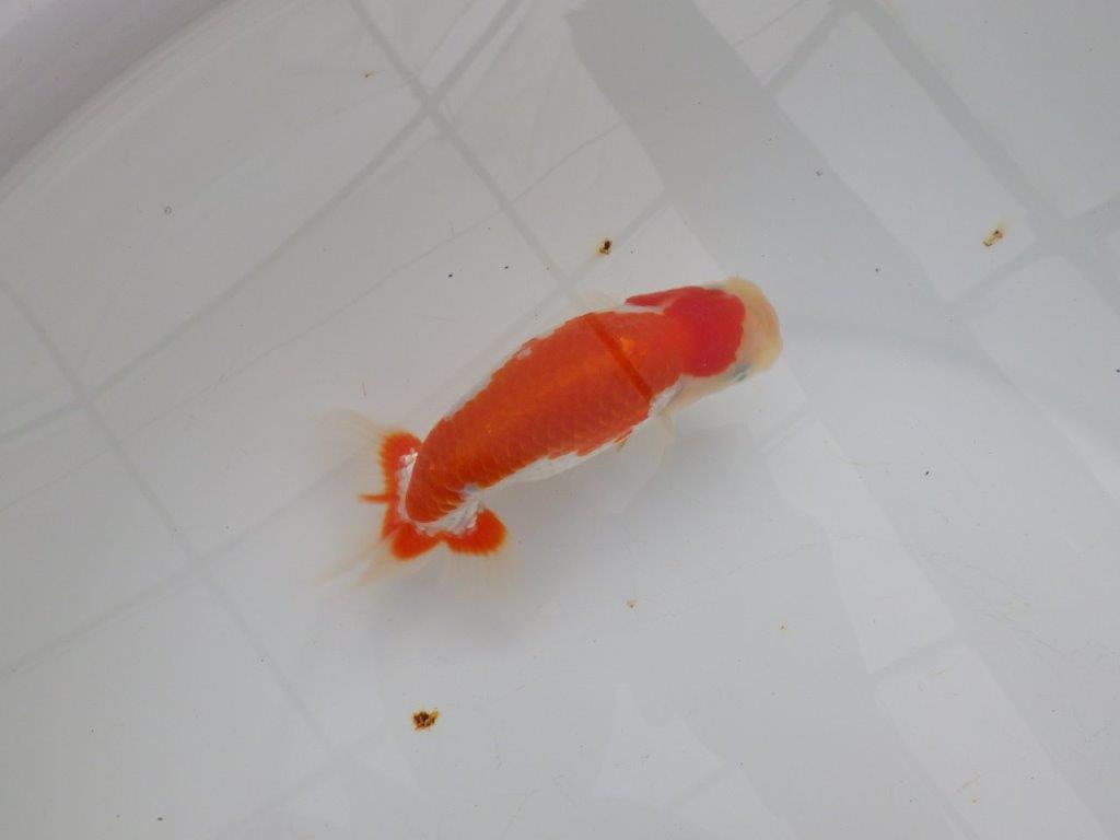 【浜松 津島 喜至 氏】色艶が良くご鑑賞お勧めのらんちゅう 約14,5㎝ オス?