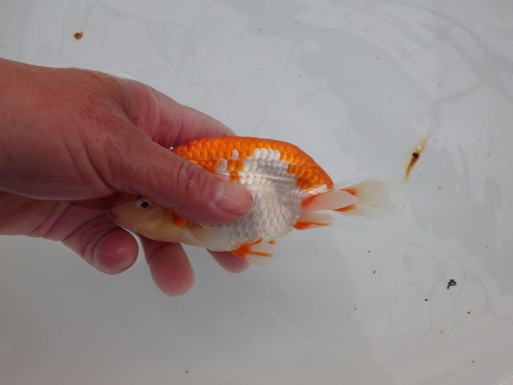 【浜松 津島 喜至 氏】色艶が良くご鑑賞お勧めのらんちゅう 約14,5㎝ オス?