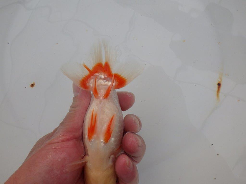 【浜松 津島 喜至 氏】色艶が良くご鑑賞お勧めのらんちゅう 約14,5㎝ オス?