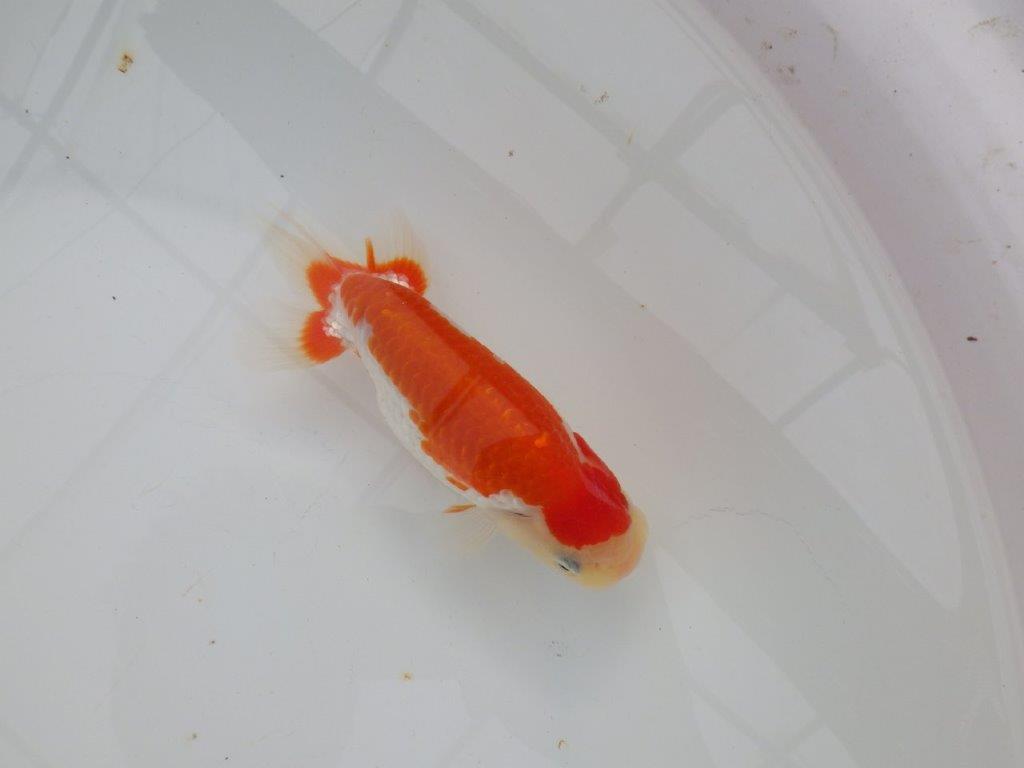 【浜松　津島　喜至　氏】色艶が良くご鑑賞お勧めのらんちゅう　　約14,5㎝  オス？の上身