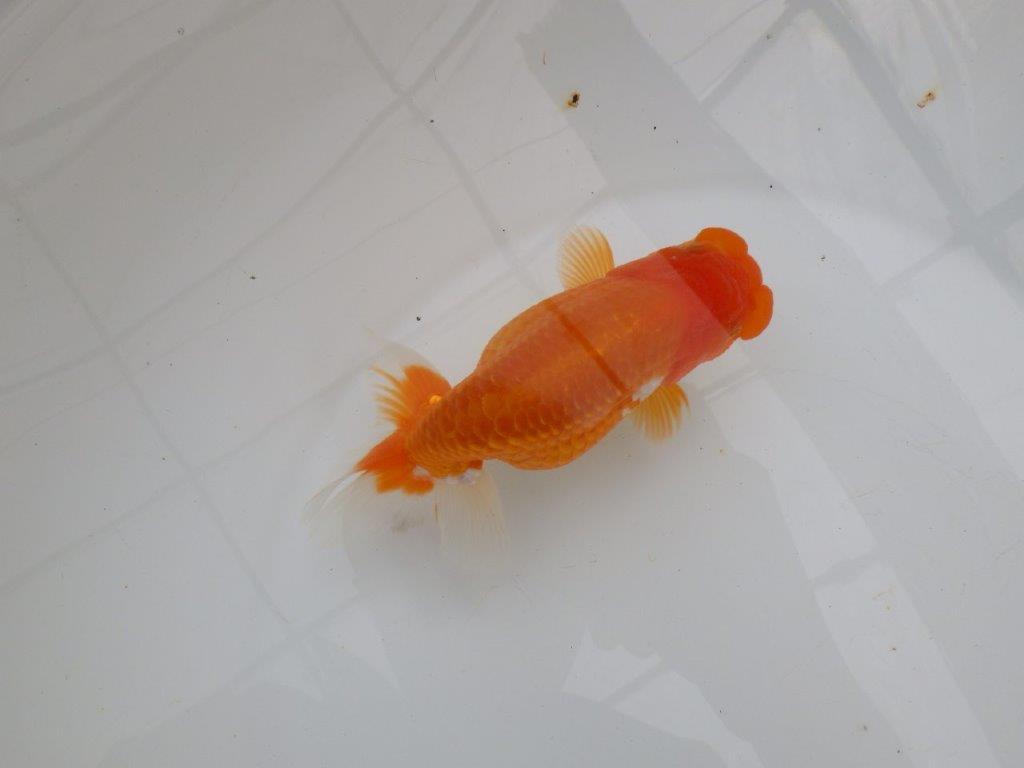 【浜松 津島 喜至 氏】種にもお勧めのらんちゅう 約14㎝ メス?