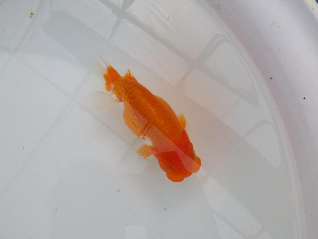 【浜松 津島 喜至 氏】種にもお勧めのらんちゅう 約14㎝ メス?