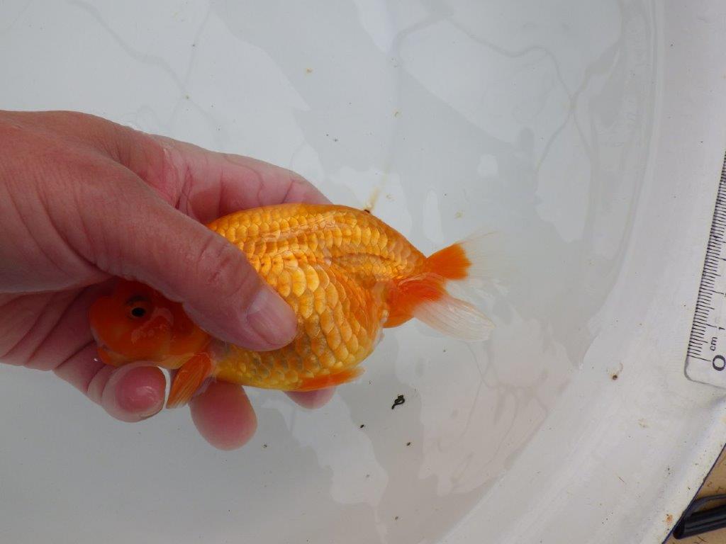 【浜松 津島 喜至 氏】種にもお勧めのらんちゅう 約14㎝ メス?