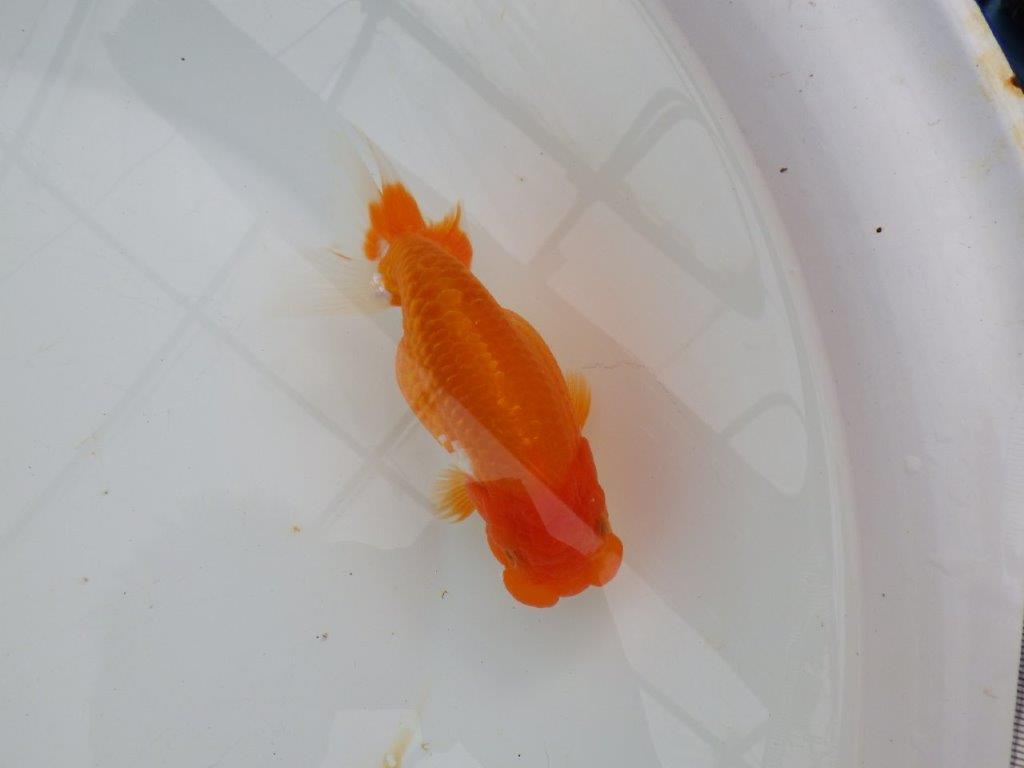 【浜松 津島 喜至 氏】種にもお勧めのらんちゅう 約14㎝ メス?