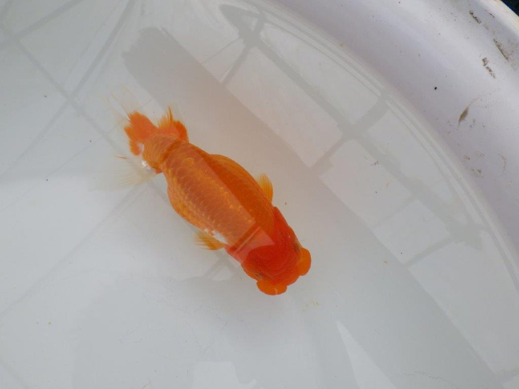 【浜松 津島 喜至 氏】種にもお勧めのらんちゅう 約14㎝ メス?