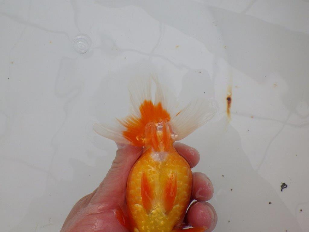 【浜松 津島 喜至 氏】種にもお勧めのらんちゅう 約14㎝ メス?