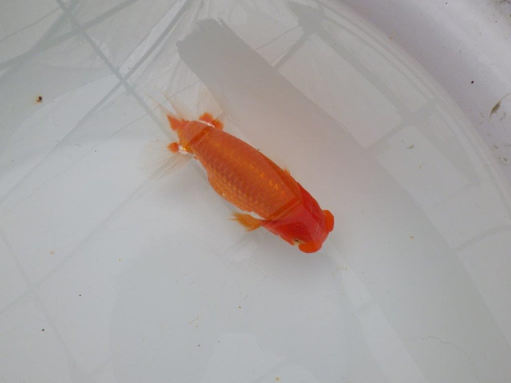 【浜松 津島 喜至 氏】背も綺麗・種にもお勧めのらんちゅう 約15㎝ オス?