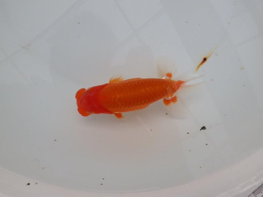 【浜松 津島 喜至 氏】背も綺麗・種にもお勧めのらんちゅう 約15㎝ オス?