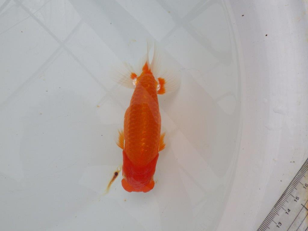 【浜松 津島 喜至 氏】背も綺麗・種にもお勧めのらんちゅう 約15㎝ オス?