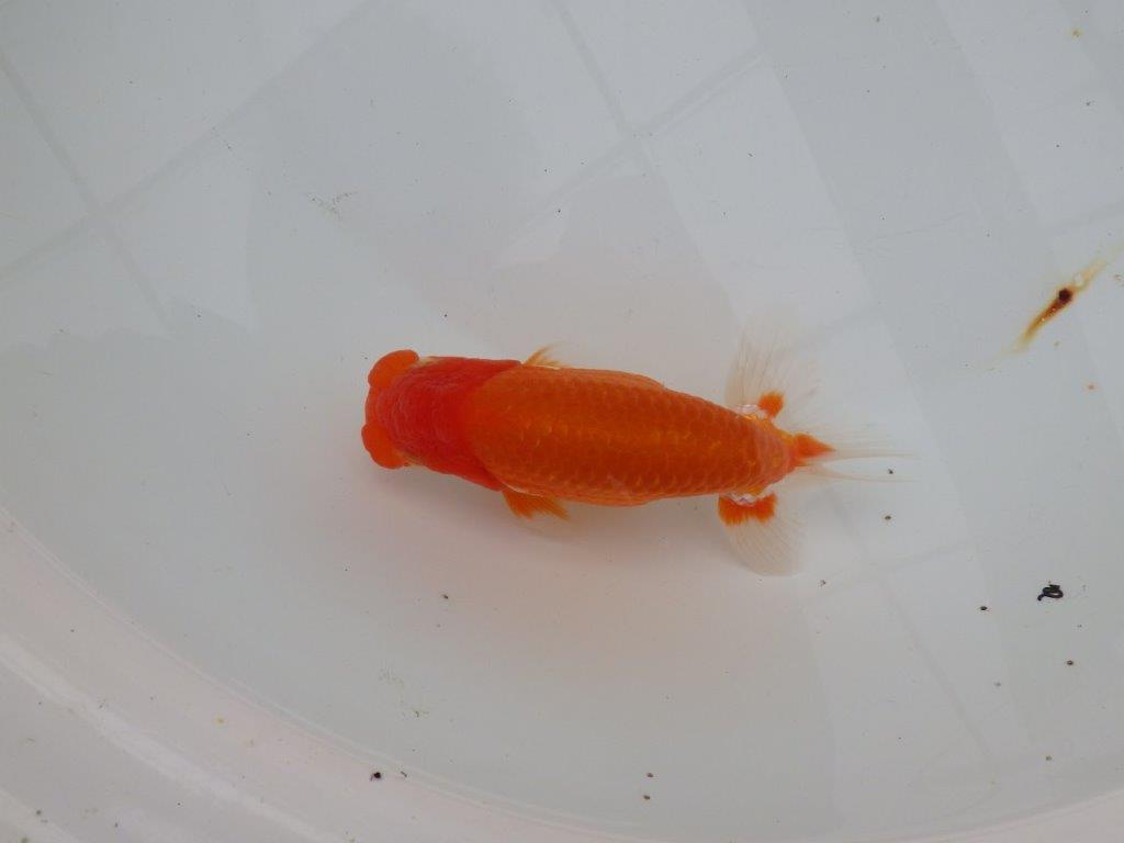 【浜松 津島 喜至 氏】背も綺麗・種にもお勧めのらんちゅう 約15㎝ オス?