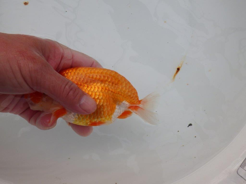 【浜松 津島 喜至 氏】背も綺麗・種にもお勧めのらんちゅう 約15㎝ オス?