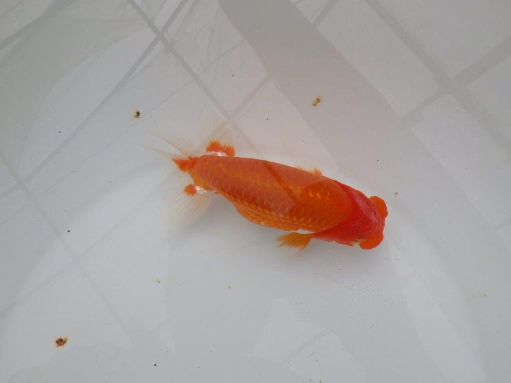 【浜松 津島 喜至 氏】背も綺麗・種にもお勧めのらんちゅう 約15㎝ オス?