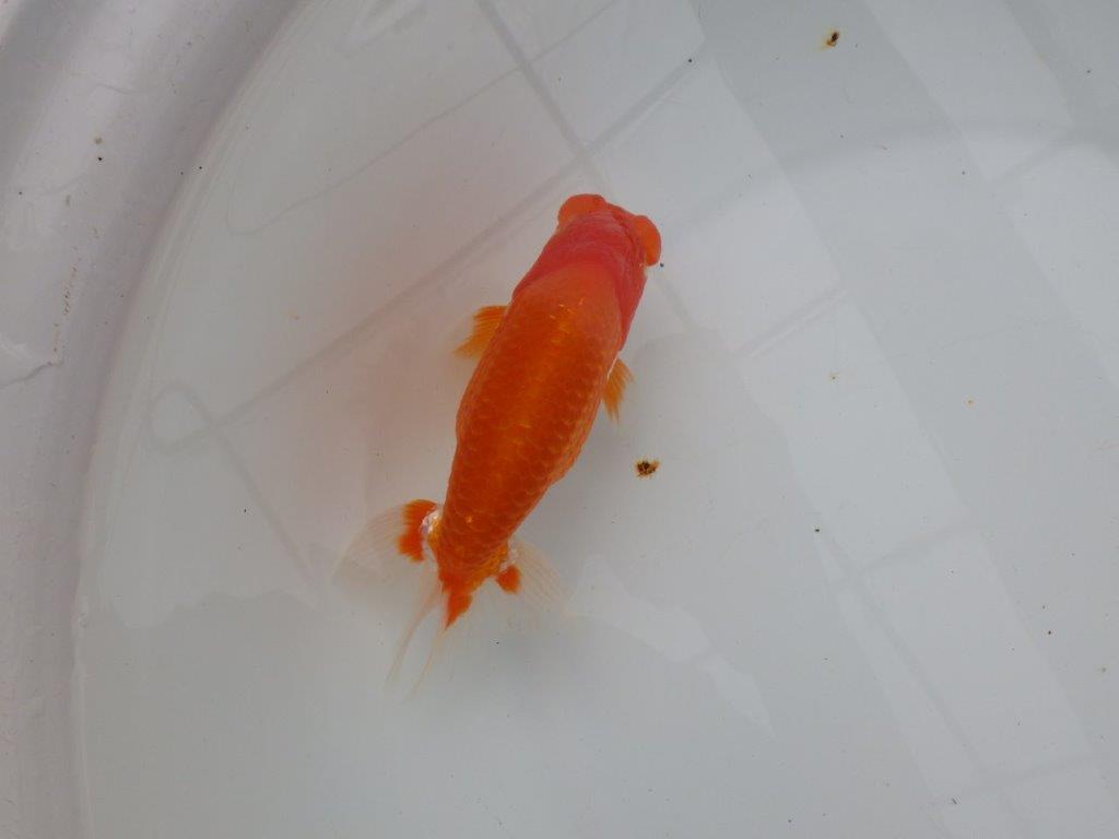 【浜松　津島　喜至　氏】背も綺麗・種にもお勧めのらんちゅう　　約15㎝  オス？の上身