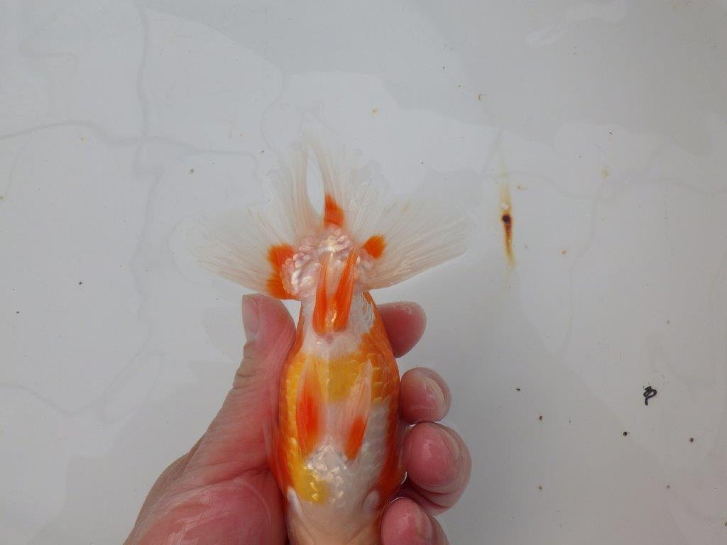 【浜松 津島 喜至 氏】背も綺麗・種にもお勧めのらんちゅう 約15㎝ オス?