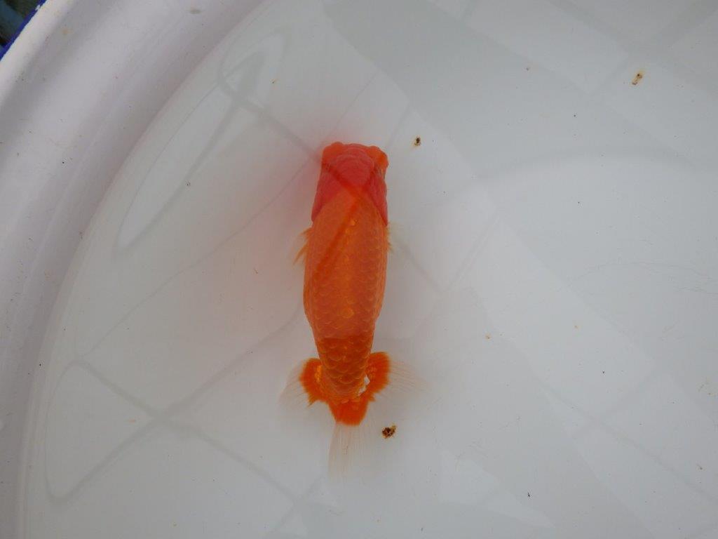 【浜松 津島 喜至 氏】裏皿が多く・種にもお勧めのらんちゅう 約15,5㎝ オス?