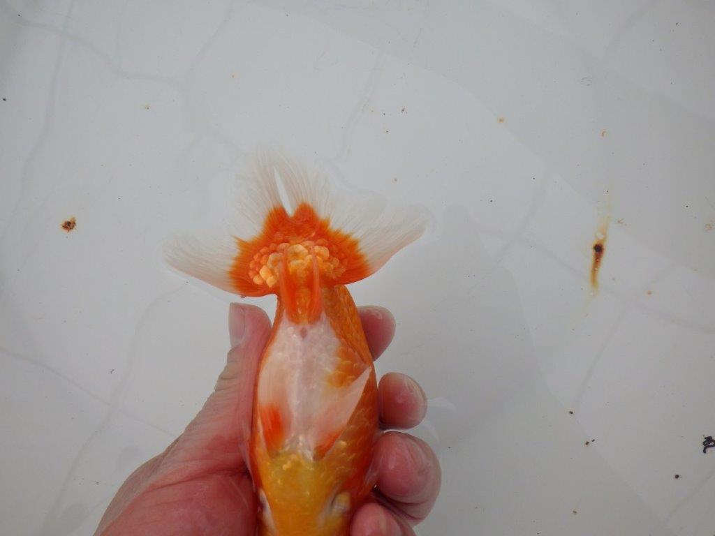 【浜松 津島 喜至 氏】裏皿が多く・種にもお勧めのらんちゅう 約15,5㎝ オス?