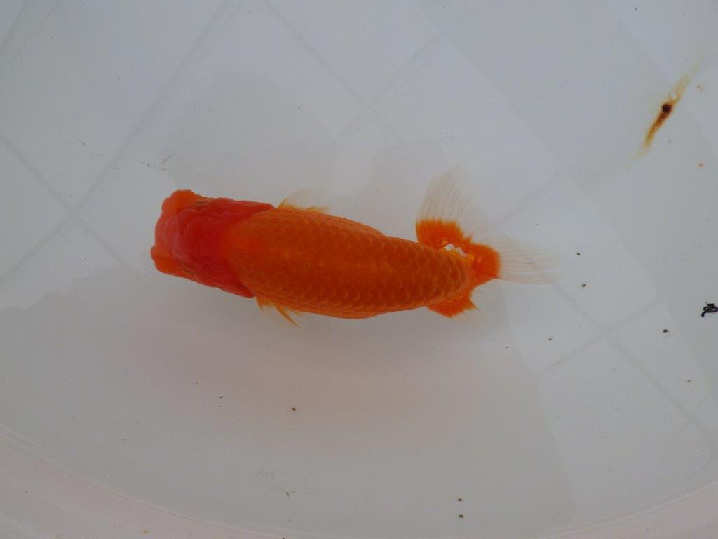 【浜松 津島 喜至 氏】裏皿が多く・種にもお勧めのらんちゅう 約15,5㎝ オス?