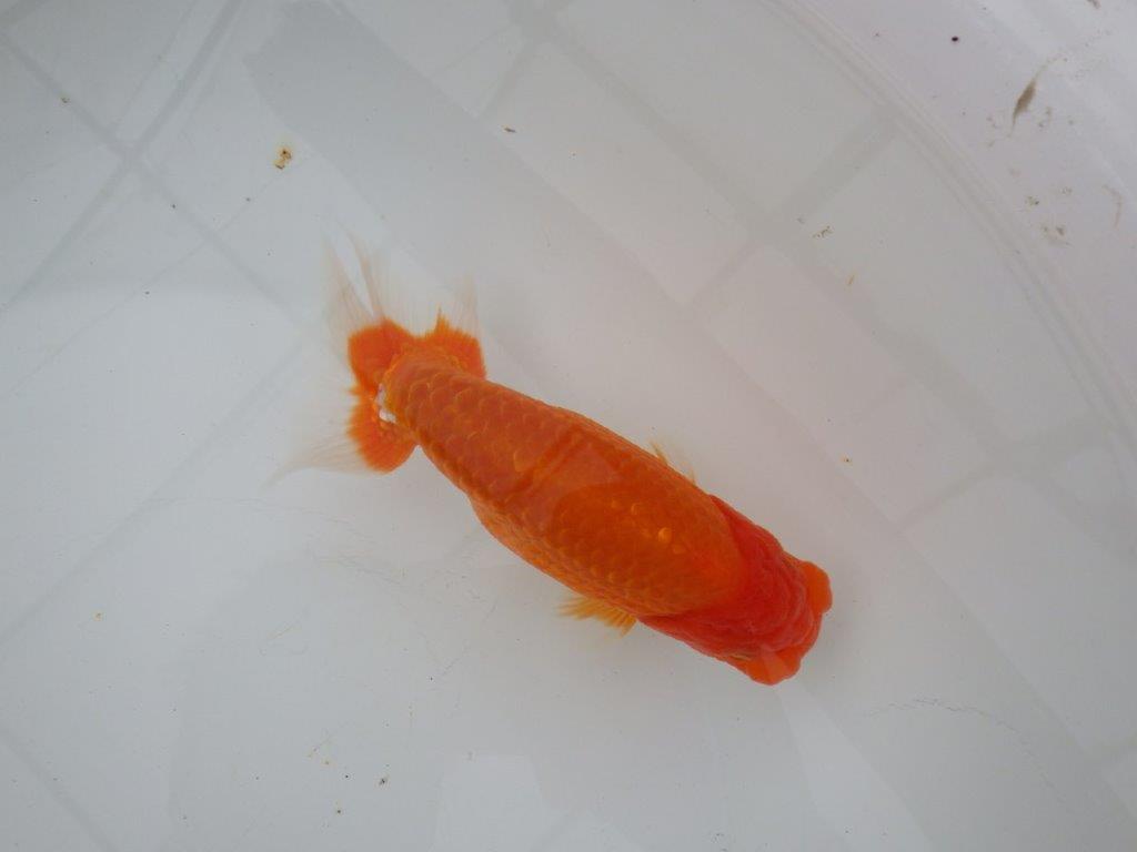 【浜松 津島 喜至 氏】裏皿が多く・種にもお勧めのらんちゅう 約15,5㎝ オス?