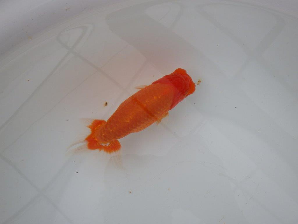 【浜松 津島 喜至 氏】裏皿が多く・種にもお勧めのらんちゅう 約15,5㎝ オス?