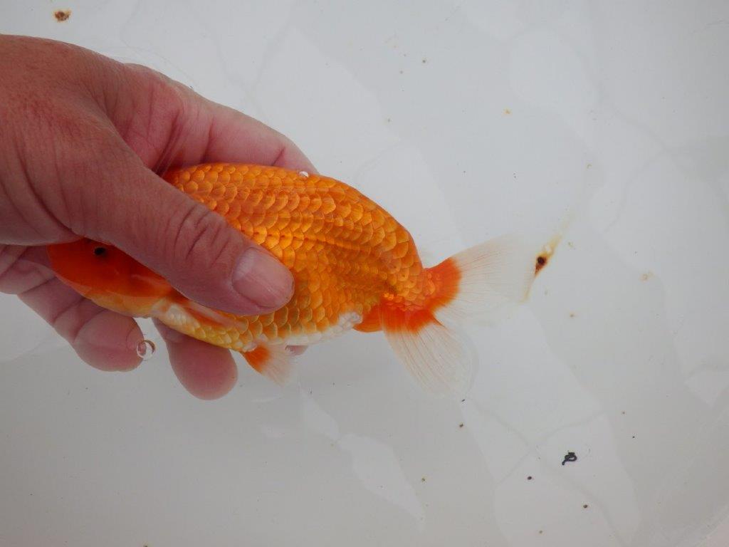 【浜松 津島 喜至 氏】裏皿が多く・種にもお勧めのらんちゅう 約15,5㎝ オス?