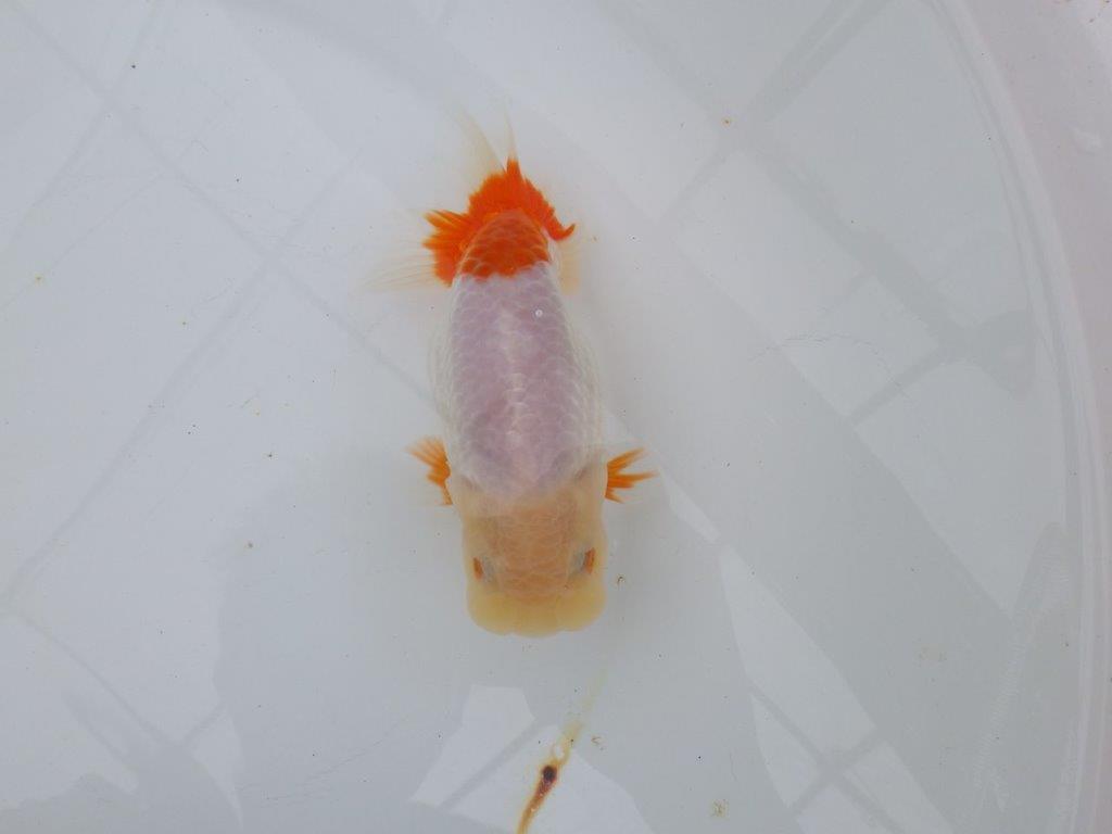 【浜松 津島 喜至 氏】インパクトのある更紗らんちゅう 約14㎝