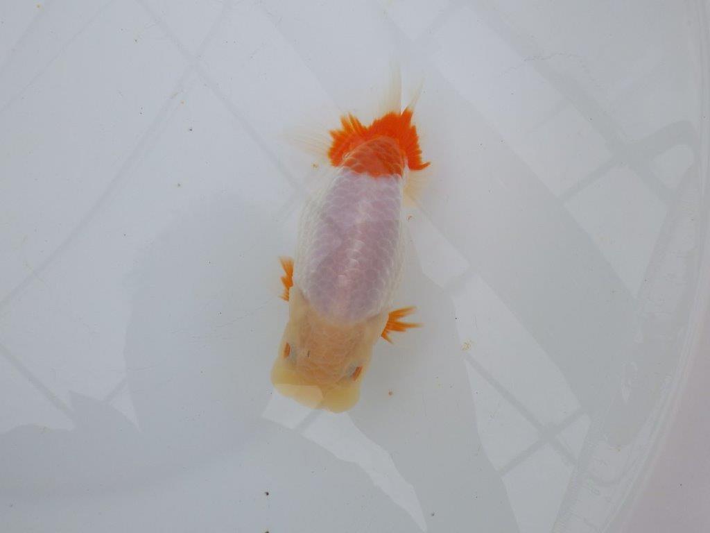 【浜松 津島 喜至 氏】インパクトのある更紗らんちゅう 約14㎝