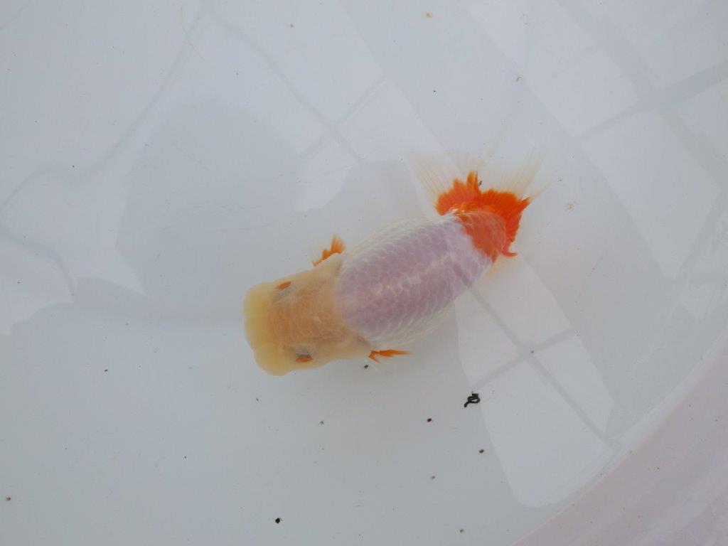 【浜松 津島 喜至 氏】インパクトのある更紗らんちゅう 約14㎝