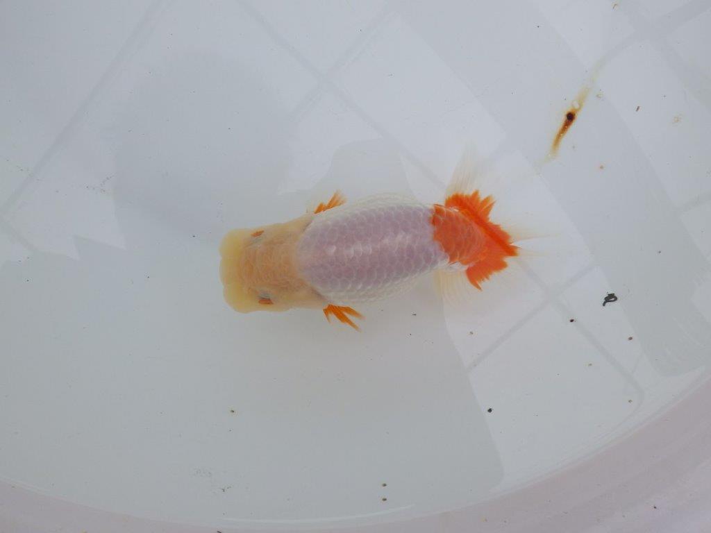 【浜松 津島 喜至 氏】インパクトのある更紗らんちゅう 約14㎝