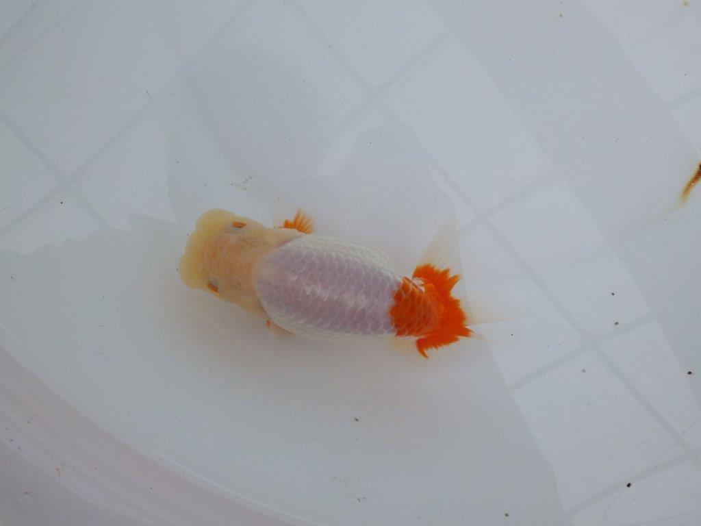 【浜松 津島 喜至 氏】インパクトのある更紗らんちゅう 約14㎝