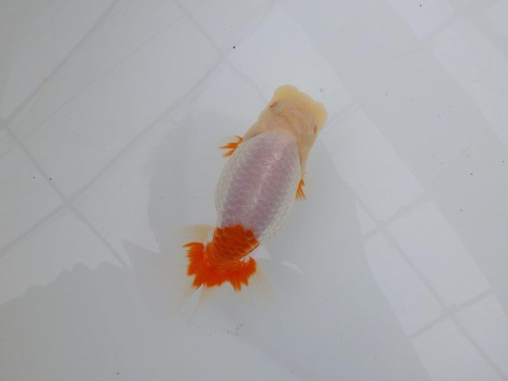 【浜松　津島　喜至　氏】インパクトのある更紗らんちゅう　　約14㎝の上身