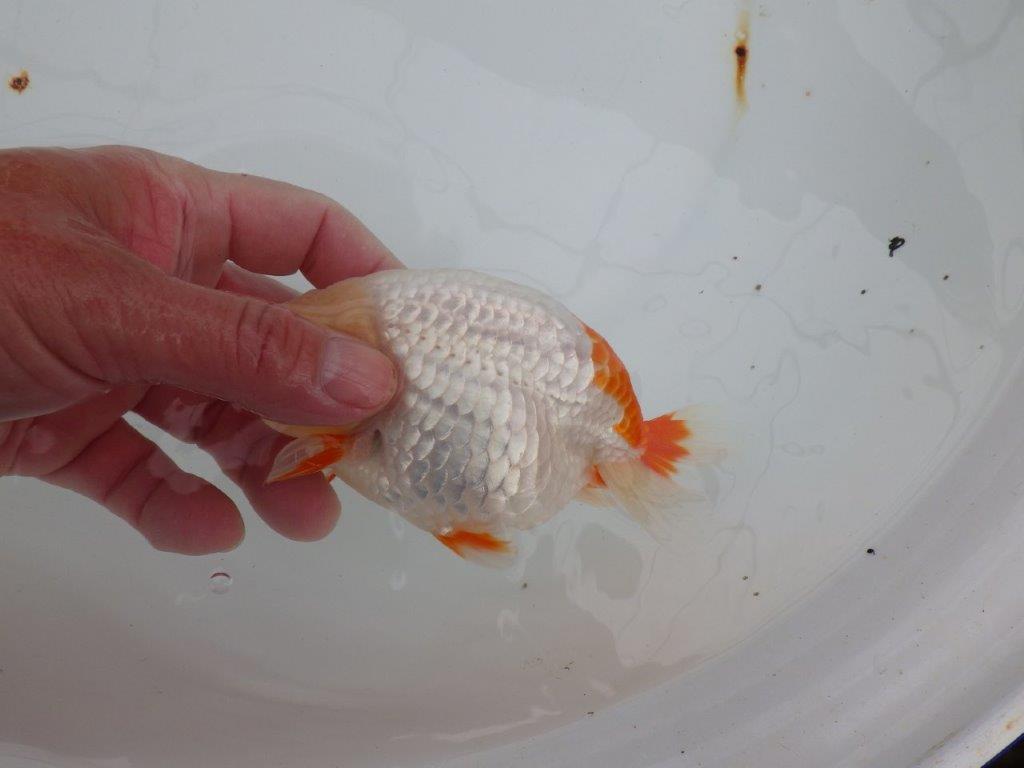 【浜松 津島 喜至 氏】インパクトのある更紗らんちゅう 約14㎝