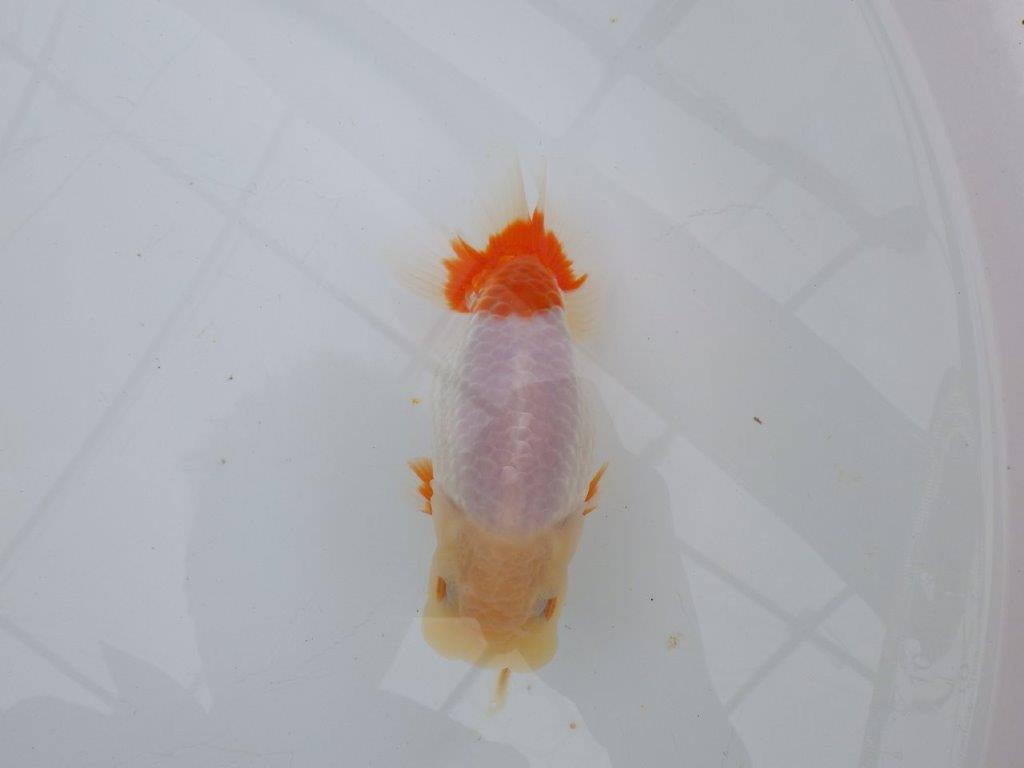 【浜松 津島 喜至 氏】インパクトのある更紗らんちゅう 約14㎝