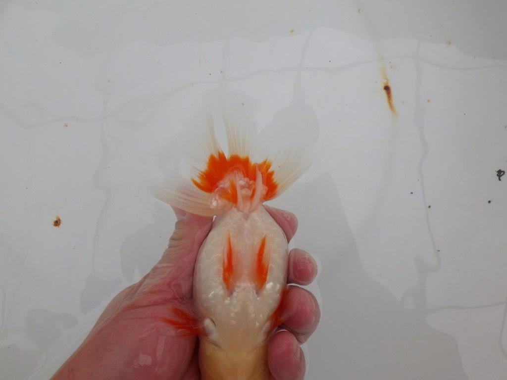 【浜松 津島 喜至 氏】インパクトのある更紗らんちゅう 約14㎝