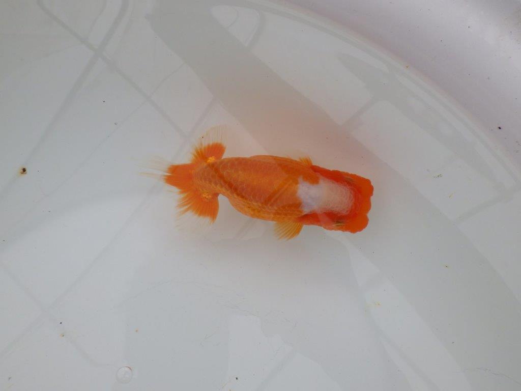 【浜松 津島 喜至 氏】フンタン&尾張りの良い更紗らんちゅう 約13,5㎝ メス?