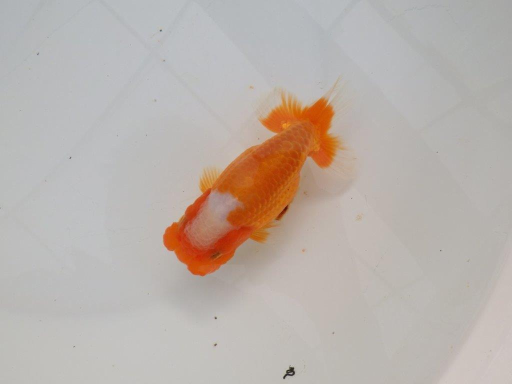 【浜松　津島　喜至　氏】フンタン＆尾張りの良い更紗らんちゅう　　約13,5㎝ メス？の上身