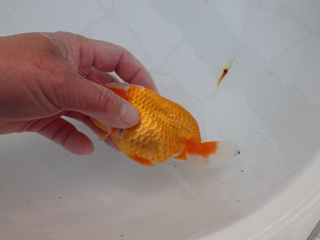 【浜松 津島 喜至 氏】フンタン&尾張りの良い更紗らんちゅう 約13,5㎝ メス?