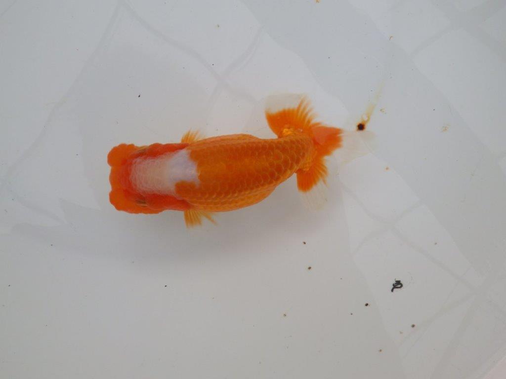 【浜松 津島 喜至 氏】フンタン&尾張りの良い更紗らんちゅう 約13,5㎝ メス?